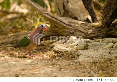 Common emerald dove. 131258099