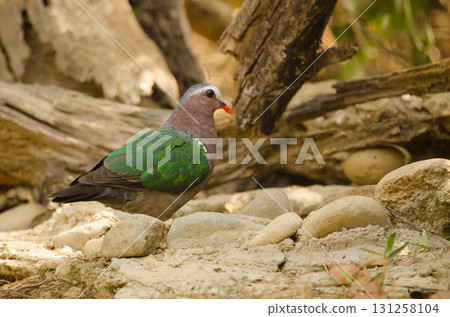 Common emerald dove. 131258104