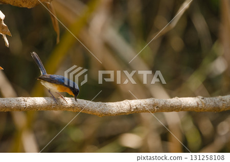Tickell's blue flycatcher. Tickell's blue flycatcher. 131258108