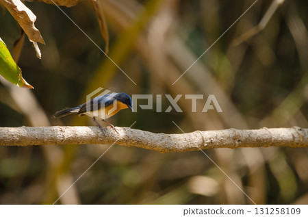 Tickell's blue flycatcher. Tickell's blue flycatcher. 131258109