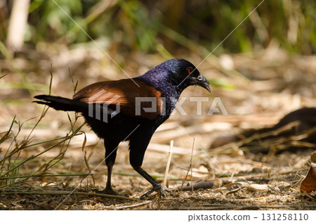 Greater coucal Centropus sinensis intermedius. Greater coucal Centropus sinensis intermedius. 131258110