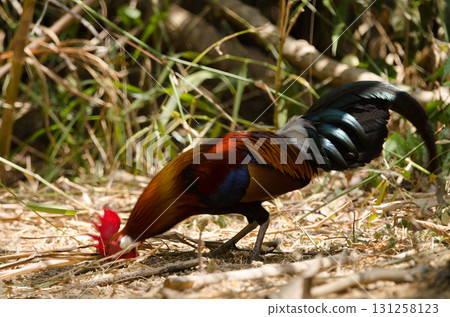 Male red junglefowl. 131258123