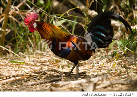 Male red junglefowl. Male red junglefowl. 131258124