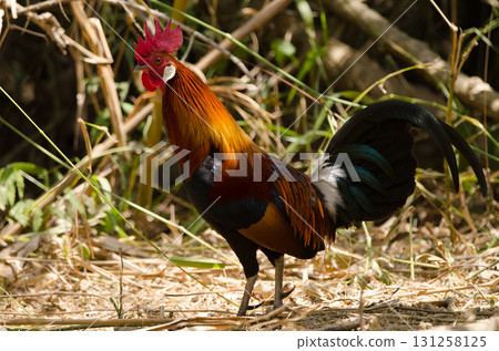 Male red junglefowl. 131258125
