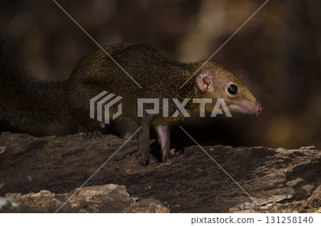 Northern treeshrew Tupaia belangeri. Northern treeshrew Tupaia belangeri. 131258140