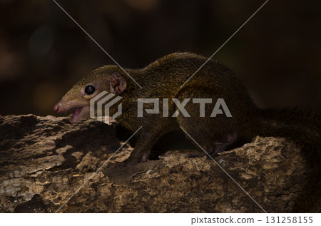 Northern treeshrew Tupaia belangeri. Northern treeshrew Tupaia belangeri. 131258155