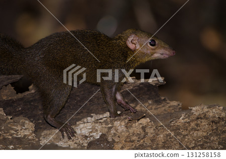 Northern treeshrew Tupaia belangeri. Northern treeshrew Tupaia belangeri. 131258158