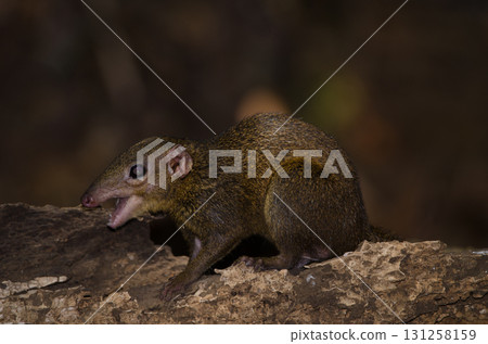 Northern treeshrew Tupaia belangeri. Northern treeshrew Tupaia belangeri. 131258159