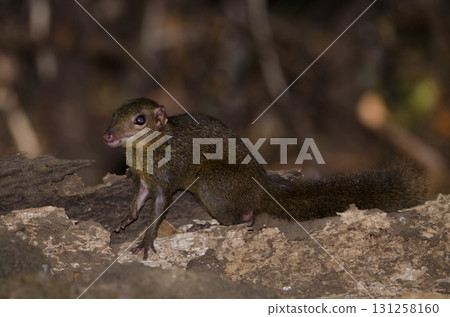 Northern treeshrew Tupaia belangeri. 131258160