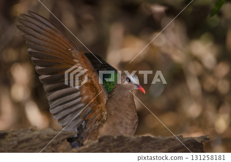 Common emerald dove. 131258181
