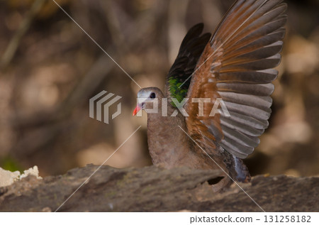 Common emerald dove. Common emerald dove. 131258182