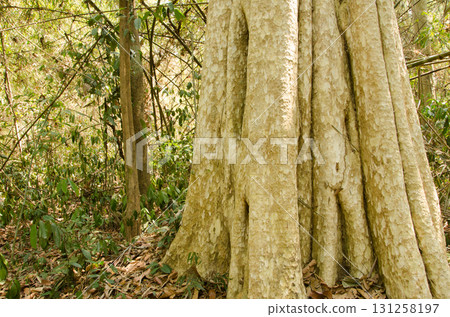 Trunk of Lagerstroemia ovalifolia. 131258197
