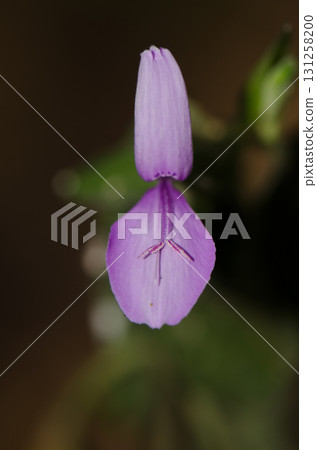 Flower of magenta plant. 131258200