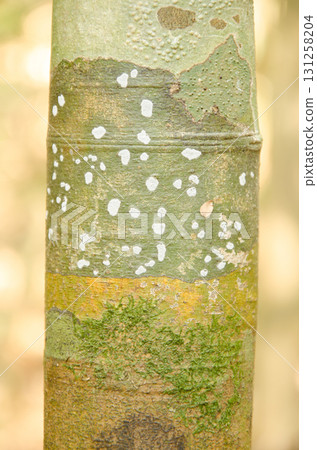 Trunk of tree. Trunk of tree. 131258204