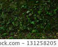 石牆上生長的蕨類植物和苔蘚（水平） 131258205