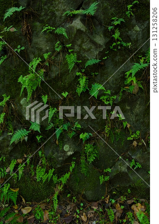 Ferns and green moss growing on a stone wall, vertical Ferns and green moss growing on a stone wall, vertical 131258206