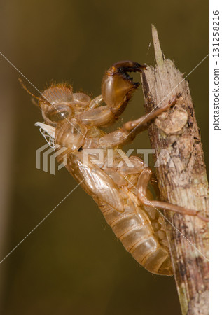 Exuvia of cicada. Exuvia of cicada. 131258216