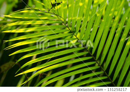 Leaf of rattan palm. Leaf of rattan palm. 131258217