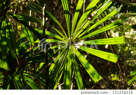 Palm against the light. Palm against the light. 131258218