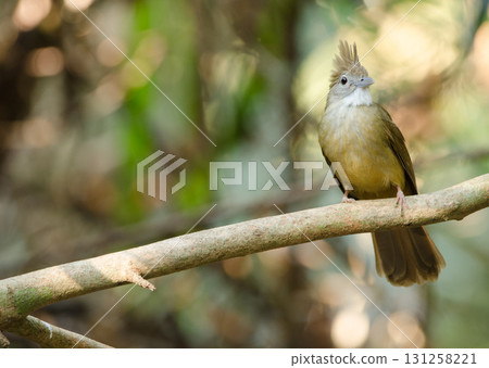 Ochraceous bulbul Alophoixus ochraceous hallae. 131258221