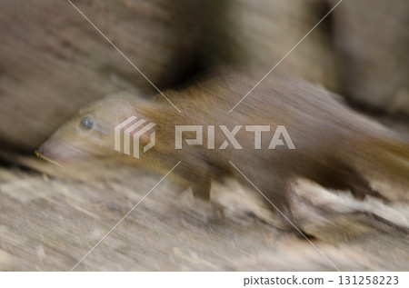Northern treeshrew moving. 131258223
