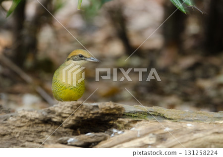 Female bar-bellied pitta. 131258224