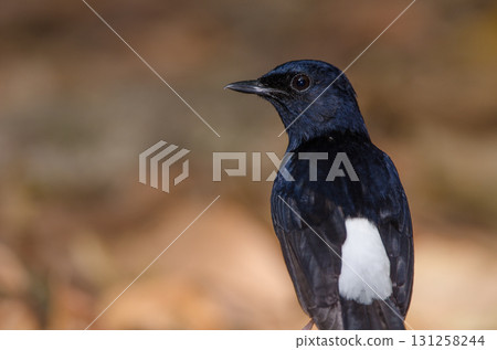 Male white-rumped shama. Male white-rumped shama. 131258244
