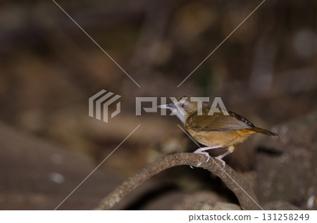Abbott's babbler Malacocincla abbotti williamsoni. Abbott's babbler Malacocincla abbotti williamsoni. 131258249