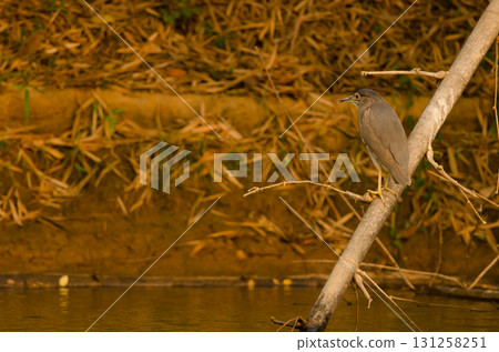 Black-crowned night heron. Black-crowned night heron. 131258251