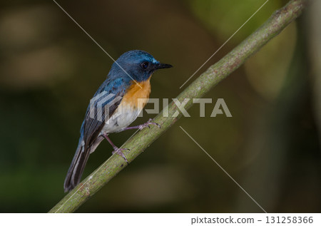 Tickell's blue flycatcher. Tickell's blue flycatcher. 131258366