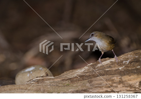 Abbott's babbler Malacocincla abbotti williamsoni. Abbott's babbler Malacocincla abbotti williamsoni. 131258367