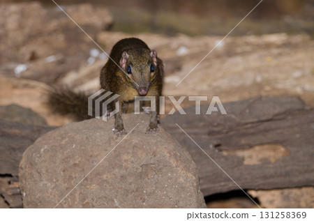 Northern treeshrew Tupaia belangeri. 131258369