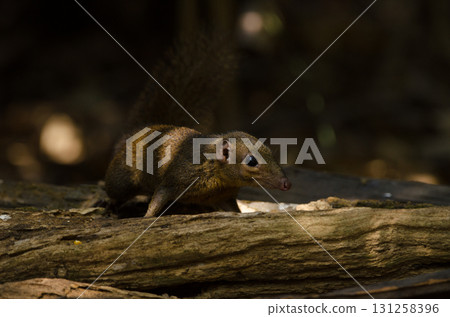 Northern treeshrew Tupaia belangeri. 131258396