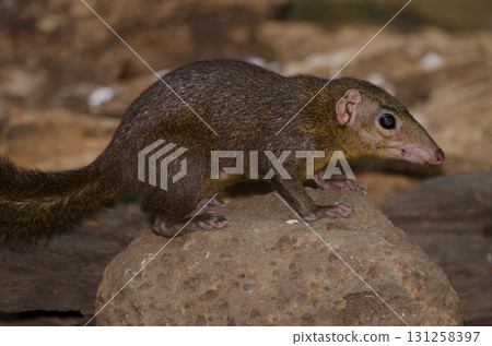Northern treeshrew Tupaia belangeri. 131258397