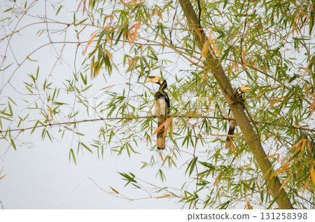 Oriental pied hornbills. 131258398