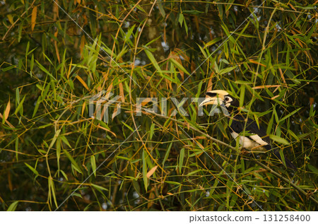 Oriental pied hornbill. Oriental pied hornbill. 131258400
