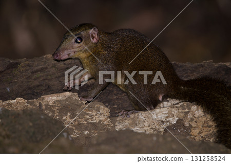 Northern treeshrew Tupaia belangeri. Northern treeshrew Tupaia belangeri. 131258524