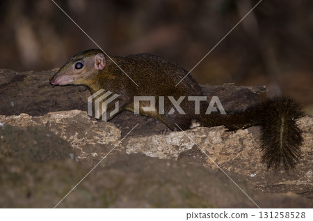 Northern treeshrew Tupaia belangeri. Northern treeshrew Tupaia belangeri. 131258528