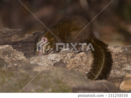 Northern treeshrew Tupaia belangeri. 131258530