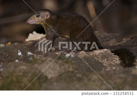 Northern treeshrew Tupaia belangeri. Northern treeshrew Tupaia belangeri. 131258531