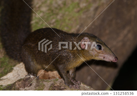 Northern treeshrew Tupaia belangeri. Northern treeshrew Tupaia belangeri. 131258536