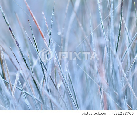 A close-up blades of blue and green grass covered water drops and a delicate layer of white frost, icy texture. A beautiful bokeh-filled background. 131258766
