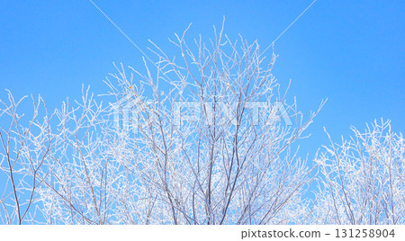 A midwinter morning in Hokkaido with blue skies and frost A midwinter morning in Hokkaido with blue skies and frost 131258904