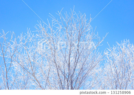 A midwinter morning in Hokkaido with blue skies and frost 131258906