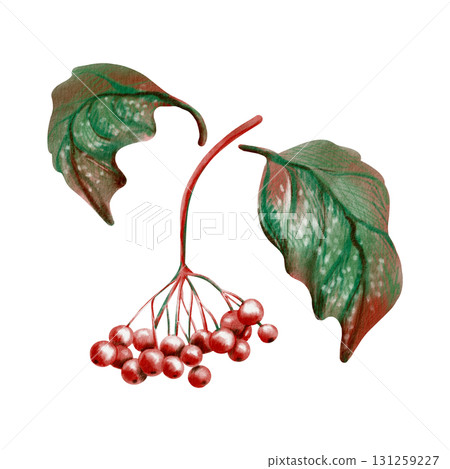 Vibrant cluster of viburnum berries with autumn leaves,evoking seasonal warmth.Clipart in soft watercolor washes and playful colored pencil strokes.For rustic designs,childrens books,seasonal branding Vibrant cluster of viburnum berries with autumn leaves,evoking seasonal warmth.Clipart in soft watercolor washes and playful colored pencil strokes.For rustic designs,childrens books,seasonal branding 131259227