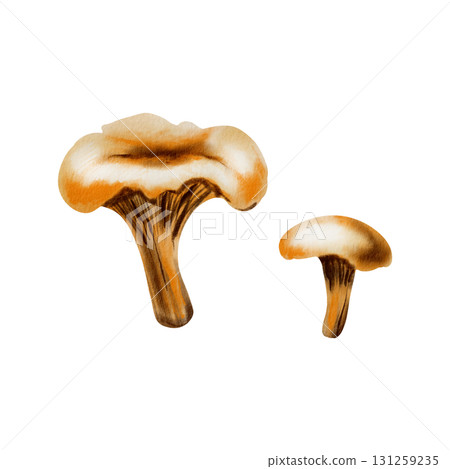 Whimsical chanterelle mushrooms evoking autumns charm,rendered in soft watercolor washes and playful colored pencil strokes.For storytelling in childrens books and nature-themed designs 131259235