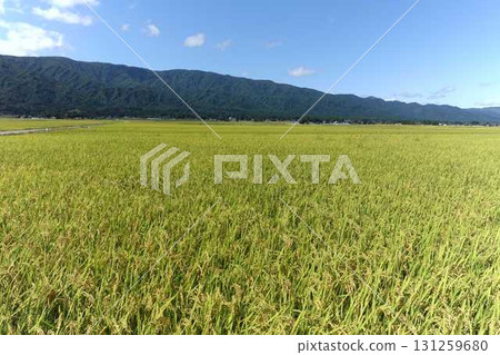 Ear of rice New rice Autumn Ear of rice New rice Autumn 131259680