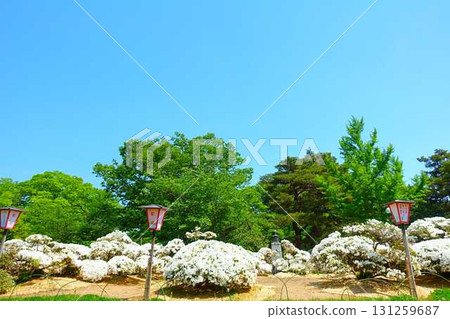 長井市松池公園白杜鵑花公園盛開的杜鵑花 131259687