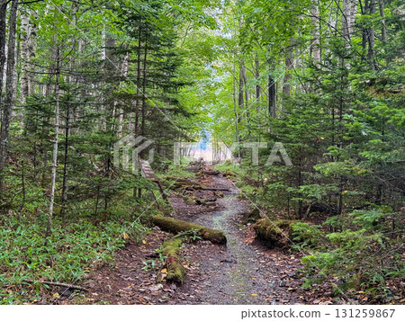 Forest road leading to the Taushubetsu River Bridge Forest road leading to the Taushubetsu River Bridge 131259867