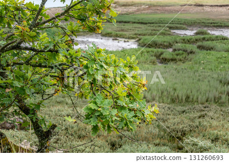 Breton oak, acorn and leaf, quercus 131260693